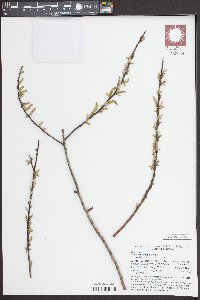 Salix caroliniana image