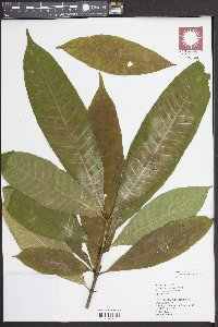 Alstonia macrophylla image