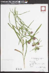 Liatris hirsuta image