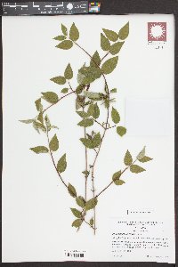 Philadelphus hirsutus image