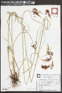 Rhynchospora microcarpa image