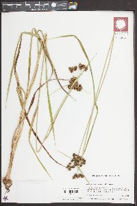 Scirpus georgianus image