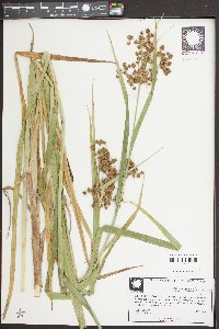 Scirpus georgianus image