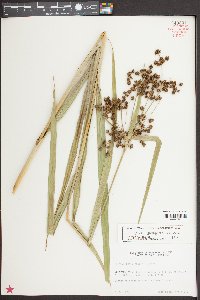 Scirpus georgianus image