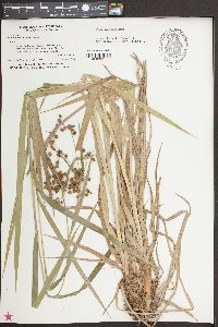 Scirpus georgianus image