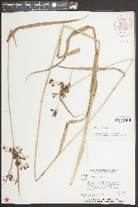 Scirpus georgianus image
