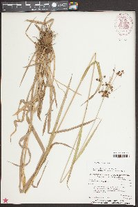 Scirpus georgianus image