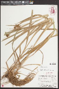 Scirpus georgianus image