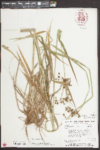 Scirpus georgianus image