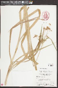Scirpus georgianus image