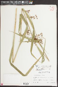 Scirpus georgianus image