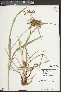 Scirpus georgianus image