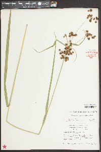 Scirpus georgianus image