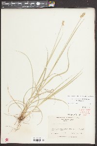 Carex muehlenbergii var. muehlenbergii image