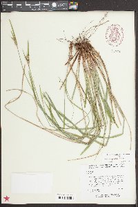 Scleria oligantha image