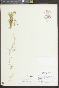 Selaginella apoda image