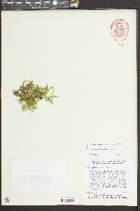 Selaginella apoda image