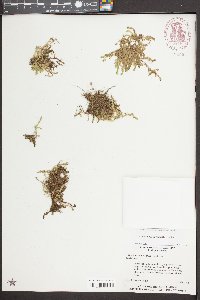 Selaginella apoda image