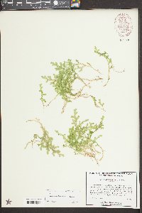 Selaginella apoda image