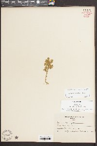 Selaginella apoda image