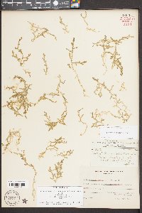 Selaginella apoda image