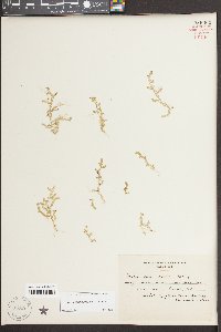 Selaginella apoda image