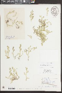 Selaginella apoda image