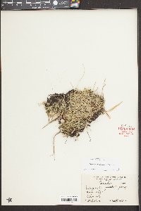 Selaginella apoda image