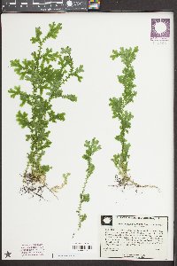 Selaginella uncinata image