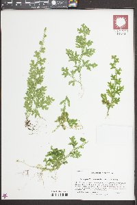 Selaginella uncinata image