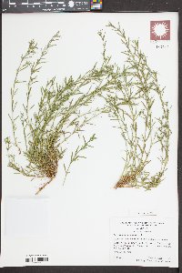 Polypremum procumbens image