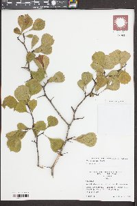 Crataegus lassa image