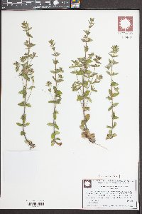 Sophronanthe pilosa image