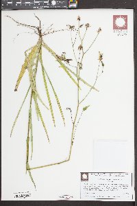 Lactuca graminifolia image