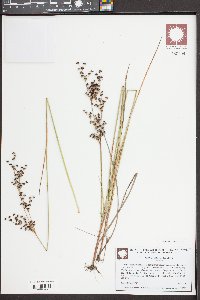 Juncus elliottii image