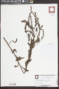 Onosmodium virginianum image