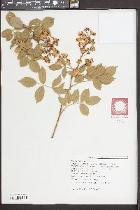 Rosa multiflora image