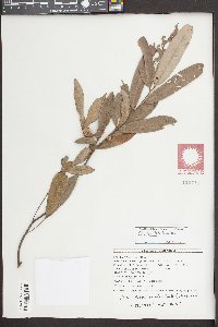 Quercus pumila image