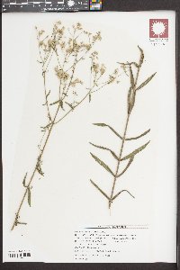 Eupatorium altissimum image