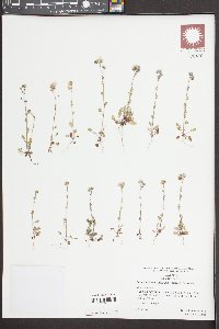 Phacelia dubia image