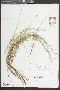 Sclerolepis uniflora image