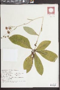 Vernonia acaulis image