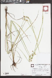 Cyperus surinamensis image