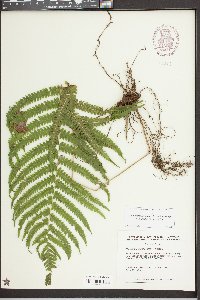 Thelypteris hispidula image