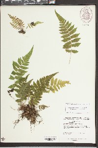 Thelypteris hispidula var. versicolor image