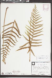 Thelypteris hispidula image