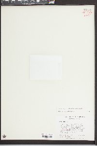 Lemna aequinoctialis image
