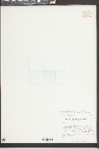Lemna aequinoctialis image