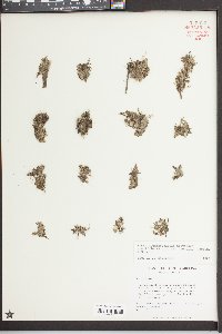 Lemna aequinoctialis image