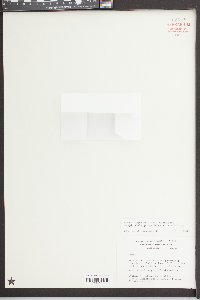 Lemna aequinoctialis image